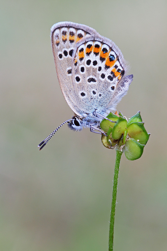 Plebejus argus maschio e femmina.